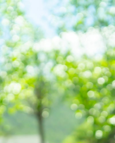 abstract blurred leaves of tree in nature forest with sunny and bokeh light at public park horizontal background for world environment day concept abstract blurred leaves of tree in nature forest with sunny and bokeh light at public park horizontal background for world environment day concept